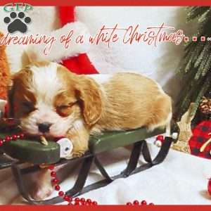 BonBon, Cavalier King Charles Spaniel Puppy